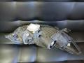 Фара ксенон Honda Accord 8 2008г. - фото №7