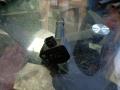 30520RN0A01, SPL1233, WG1498915 Катушка зажигания Honda Pilot 2 2008г. - фото №4