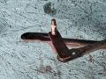 механизм стеклоочистителя (трапеция дворников) Chery Amulet A15 - фото №5