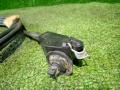 78827-JD00A, 78822-JD01A трос лючка бака Nissan Qashqai 2010г. - фото №4