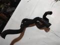 CFFB, CFGB, CAYC, CLLA, CFGC, CCFA, 4F0122293A Фланец (тройник) системы охлаждения Volkswagen Passat 2013г. - фото №4